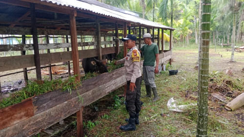 Jaga Ketahanan Pagan Nasional Polsek Merbau Sembangi Pertenak Sapi