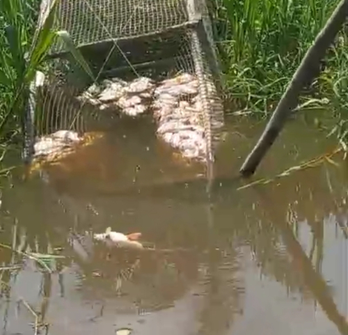 Humas PT. Mas Sebut Ikan Mati Disungai Kerumutan Diracun Oknum Tidak Bertanggungjawab