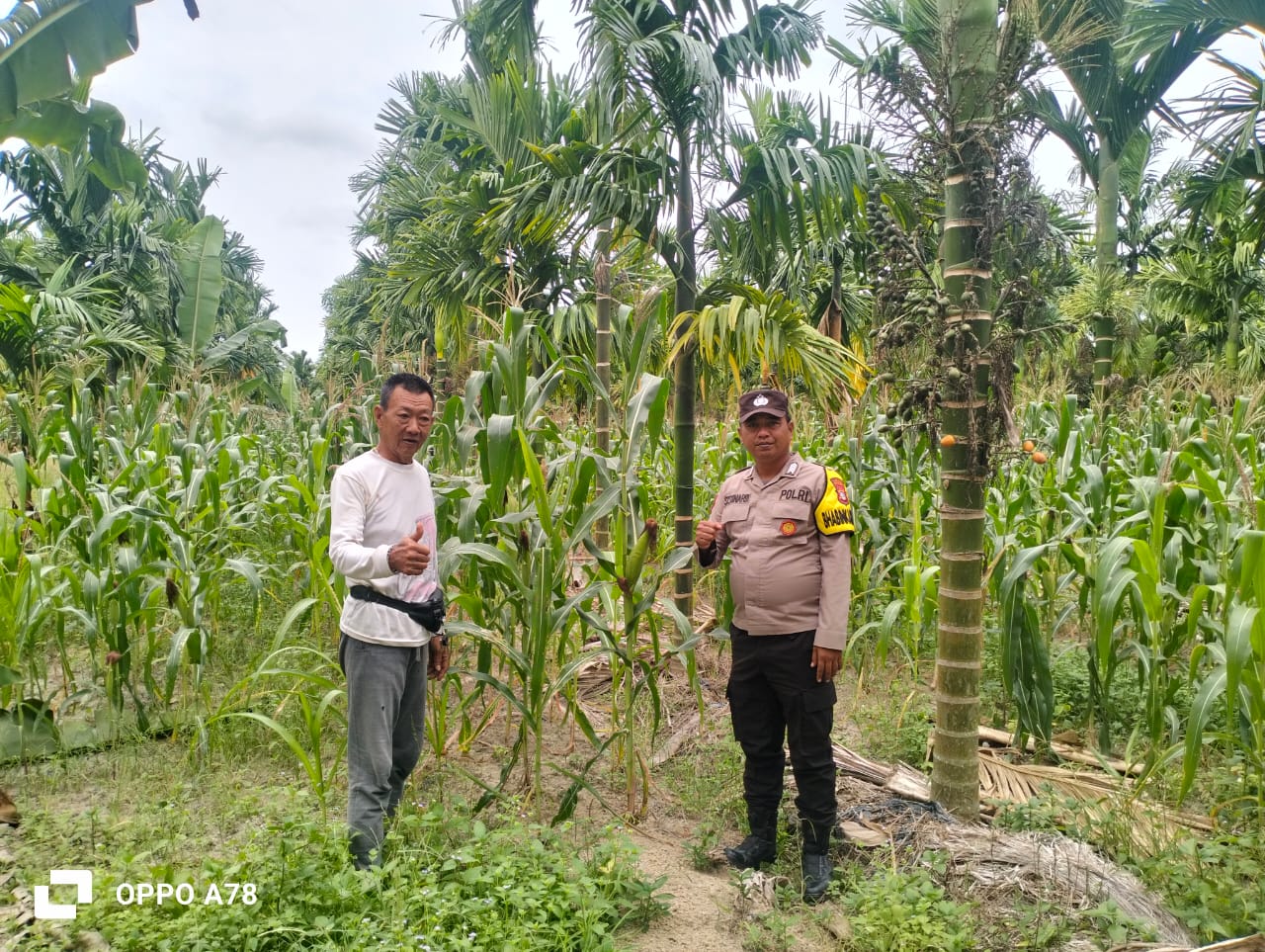 Bhabinkamtibmas Polsek Merbau Lakukan Pengecekan Rutin Tanaman Jagung Pipil Dukung Ketahanan Pangan Nasional