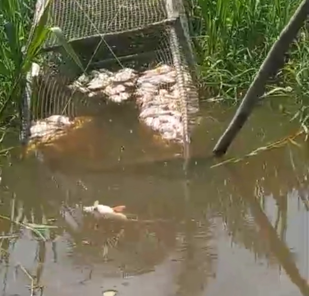Humas PT. Mas Sebut Ikan Mati Disungai Kerumutan Diracun Oknum Tidak Bertanggungjawab